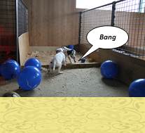 pups 5 weken, en dan is de balon stuk