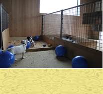 Pups 5 weken, we spelen met de balonnen tot ze knallen
