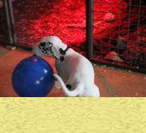 pups 5 weken, en dan is de balon stuk