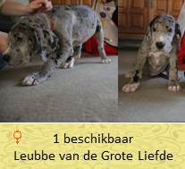 dog pup leubbe op 8 weken