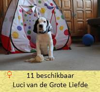 dog pup Luci op 8 weken