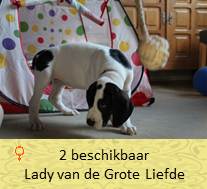 dog pup Lady op 8 weken