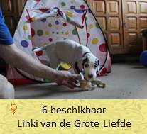 dog pup Linki op 8 weken