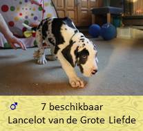 dog pup  Lancelot op 8 weken