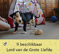 dog pup Lord op 8 weken