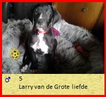 dog pup Larry op 8 weken