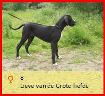dog pup Lieve op 8 weken