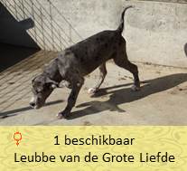 dog pup leubbe op 8 weken