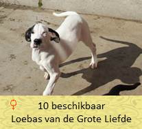 dog pup Loebas op 8 weken