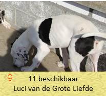 dog pup Luci op 8 weken