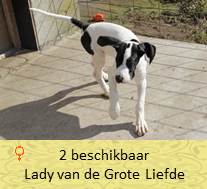 dog pup Lady op 8 weken