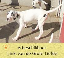 dog pup Linki op 8 weken