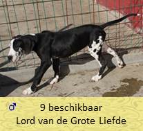 dog pup Lord op 8 weken