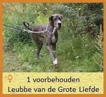 dog pup leubbe op 8 weken