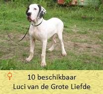 dog pup Loeba op 8 weken