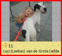 dog pup Luci op 8 weken