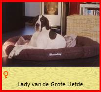 dog pup Lady op 8 weken