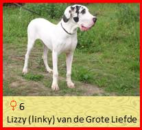 dog pup Linki op 8 weken
