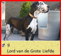 dog pup Lord op 8 weken
