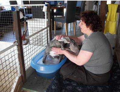 Wassen Leubbe Dog pupy