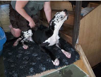 Wassen Leubbe Dog pupy