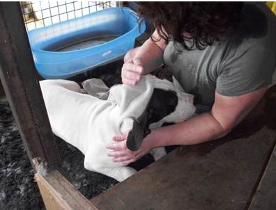 Wassen Leubbe Dog pupy