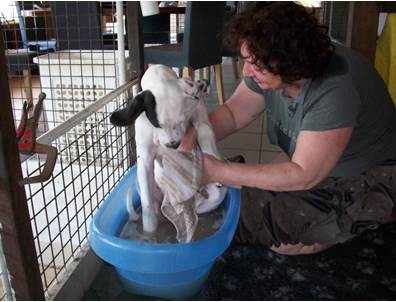 Wassen Leubbe Dog pupy