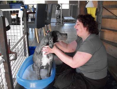 Wassen Leubbe Dog pupy