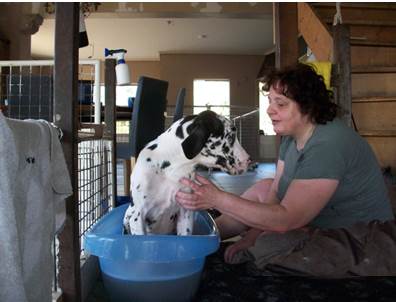 Wassen Leubbe Dog pupy