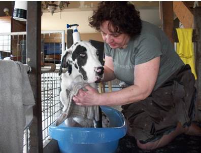 Wassen Leubbe Dog pupy