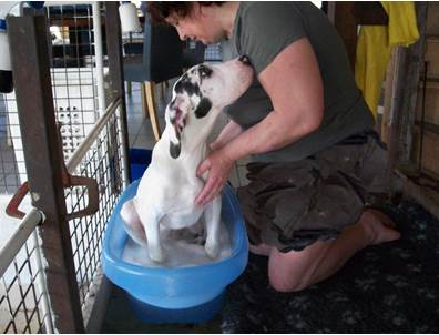 Wassen Leubbe Dog pupy