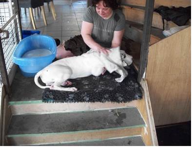 Wassen Leubbe Dog pupy