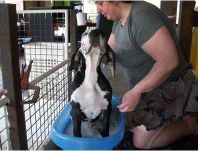 Wassen Leubbe Dog pupy