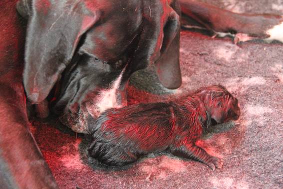 geboorte-eerste-pup-reu--