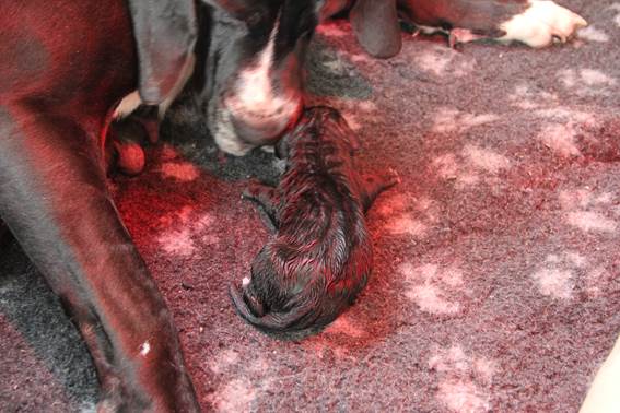 geboorte-eerste-pup-reu----