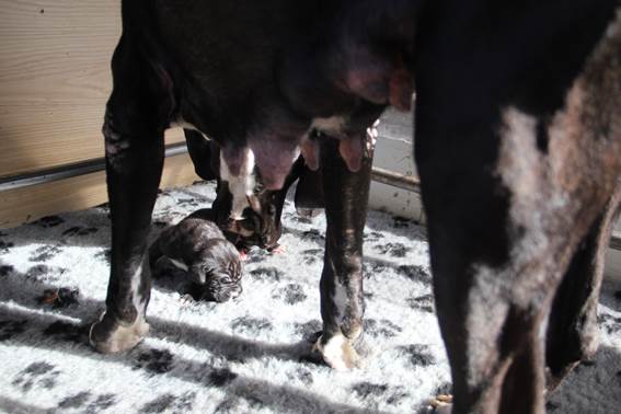 geboorte-eerste-pup-reu