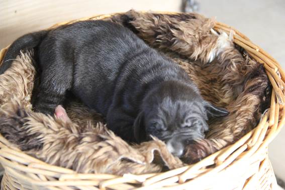 geboorte-eerste-pup-reu--