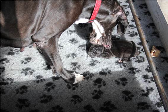 geboorte-eerste-pup-reu