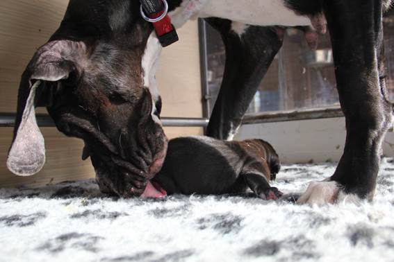 geboorte-eerste-pup-reu--