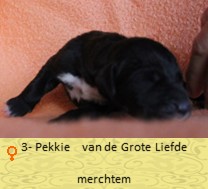 duitsedog-zoekt-nog-een-baasje-3
