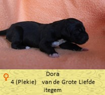 duitsedog-zoekt-nog-een-baasje-4