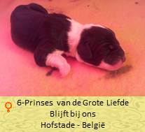 prinses-vandegroteliefde