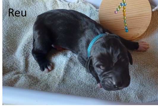 duitsedog pup