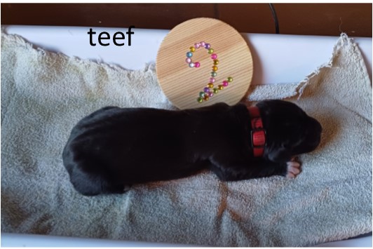 pup