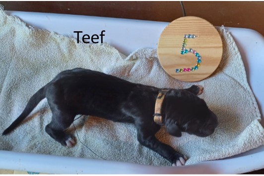pup
