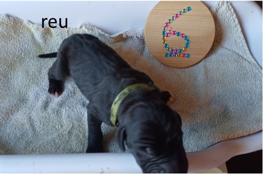 pup dog