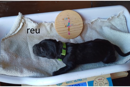 dog pup