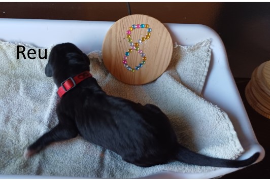 pup