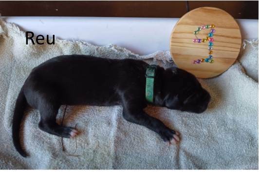 dog pup