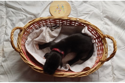 duitse dog pup